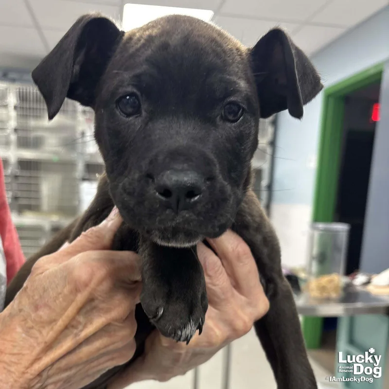 A baby large-sized female Labrador Retriever dog named Pandora for adoption in Washington, DC