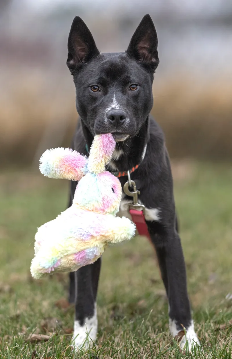 Tony Stark thumbnail 6