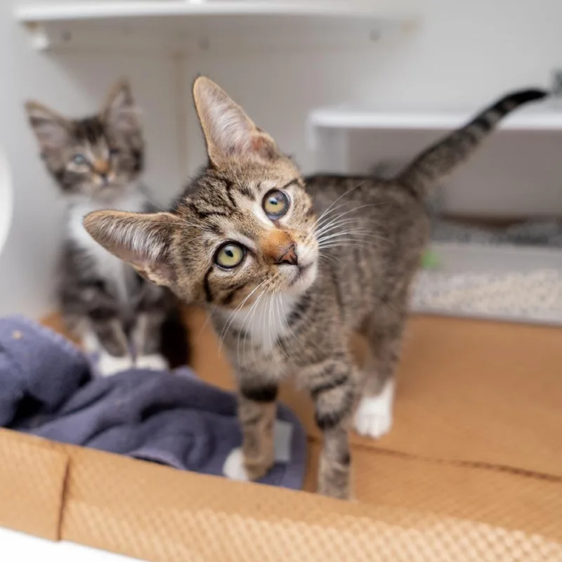 A baby small-sized male Brown / Chocolate Domestic Short Hair cat named Oolong for adoption in New York, NY