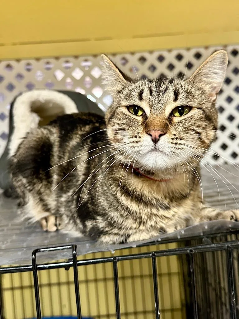 A young medium-sized female Domestic Short Hair cat named Meowie for adoption in Rice Lake, WI