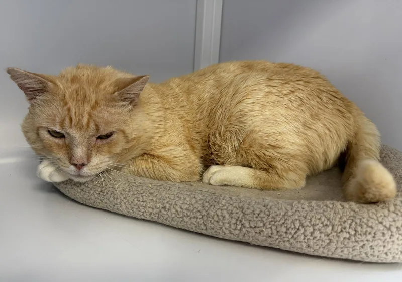 A young medium-sized male Tabby cat named Coconut Tart for adoption in Alexandria, VA