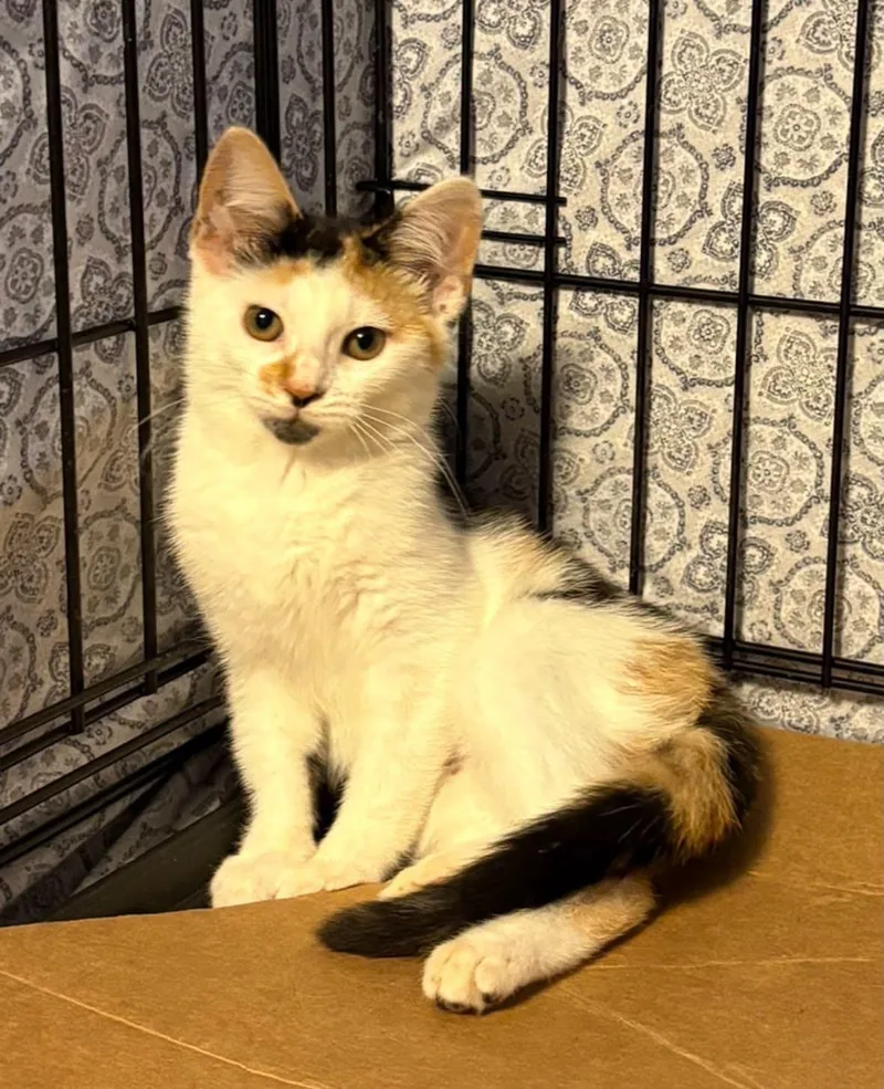 A baby small-sized female Calico cat named Skittles for adoption in Seaford, NY
