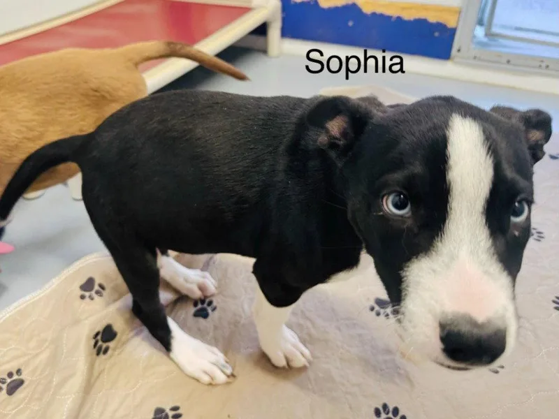 A baby medium-sized female Labrador Retriever dog named Sophia for adoption in Saint George, UT