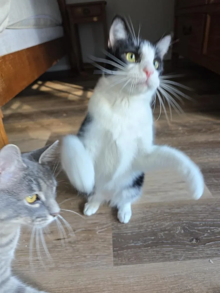 An adult small-sized male Black & White / Tuxedo Domestic Short Hair cat named Albert W for adoption in Dallas, TX