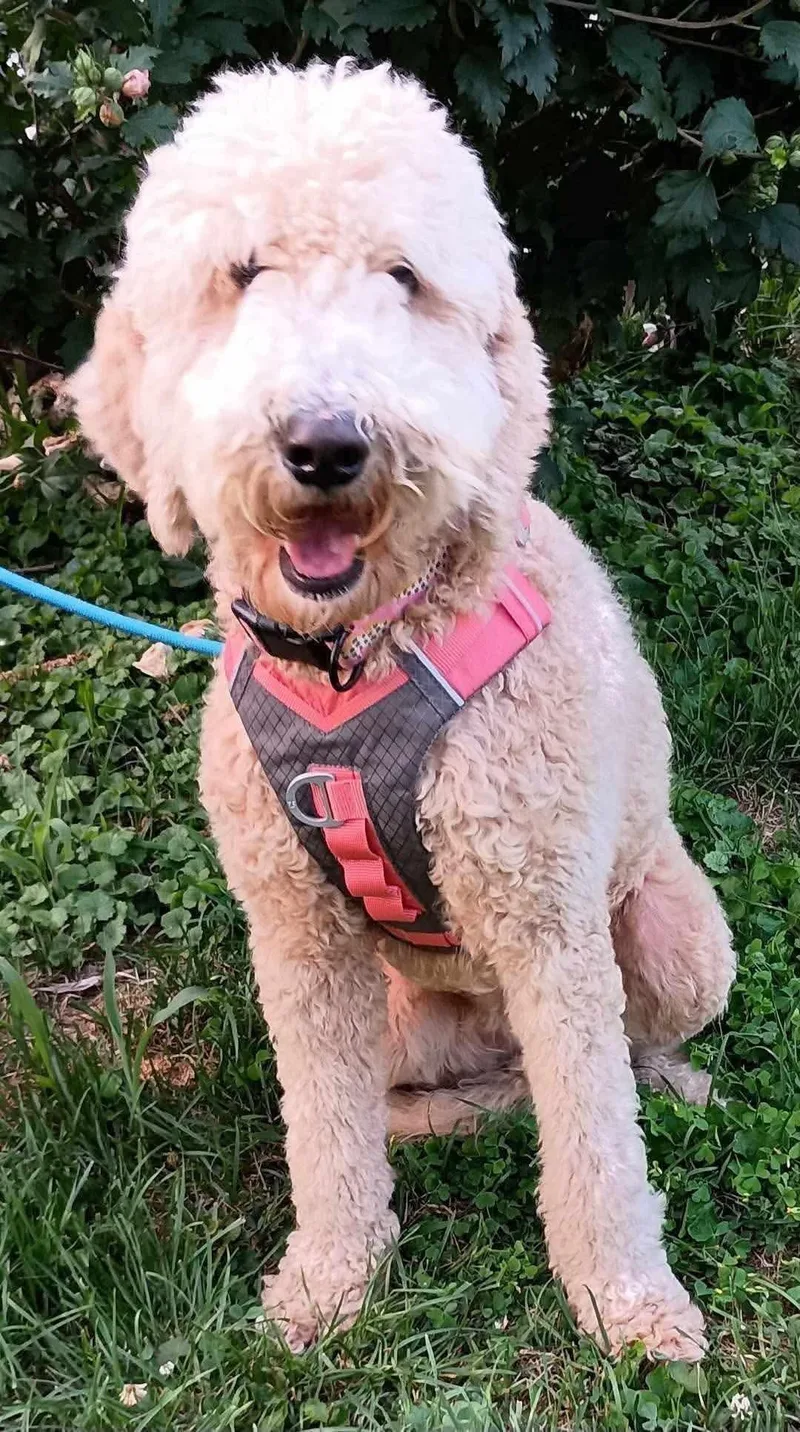 An adult large-sized male Poodle dog named Maggie for adoption in Inez, KY