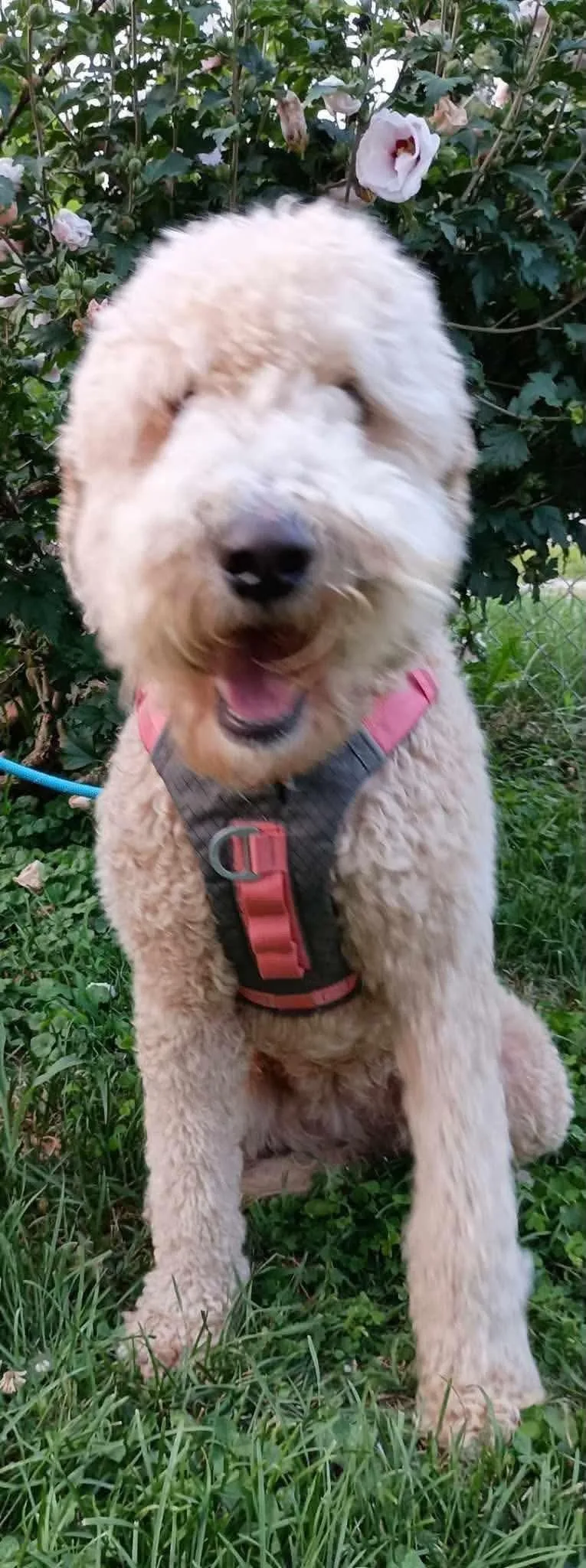 Maggie thumbnail 2