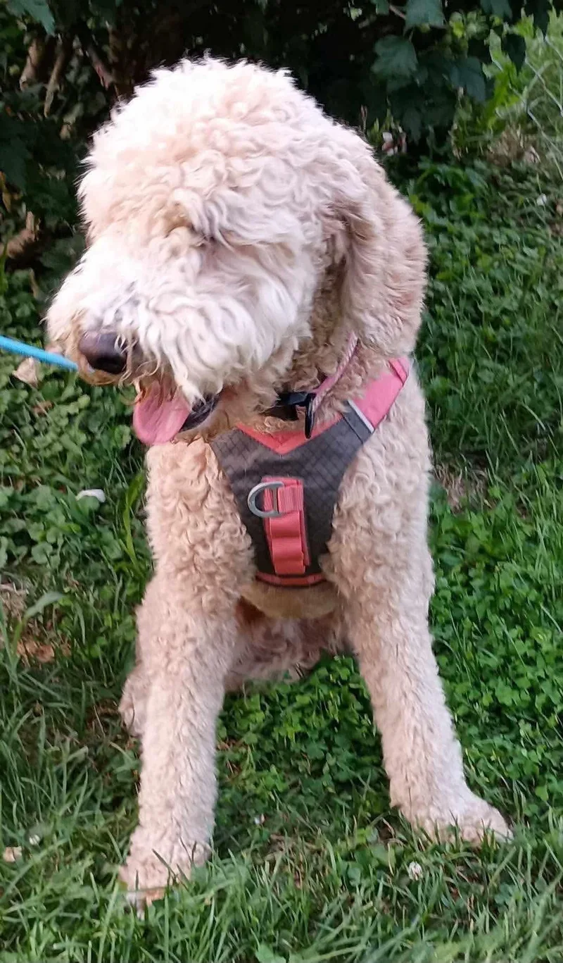 Maggie thumbnail 4