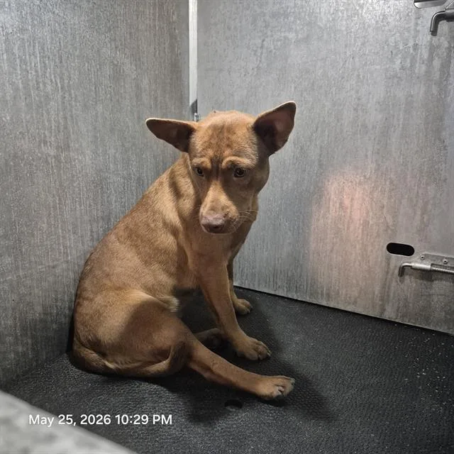 An adult small-sized female Terrier dog named Betty Boop for adoption in San Antonio, TX