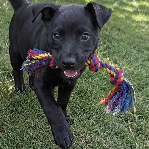 A young medium-sized female Black Labrador Retriever dog named Raven for adoption in Cordell, OK