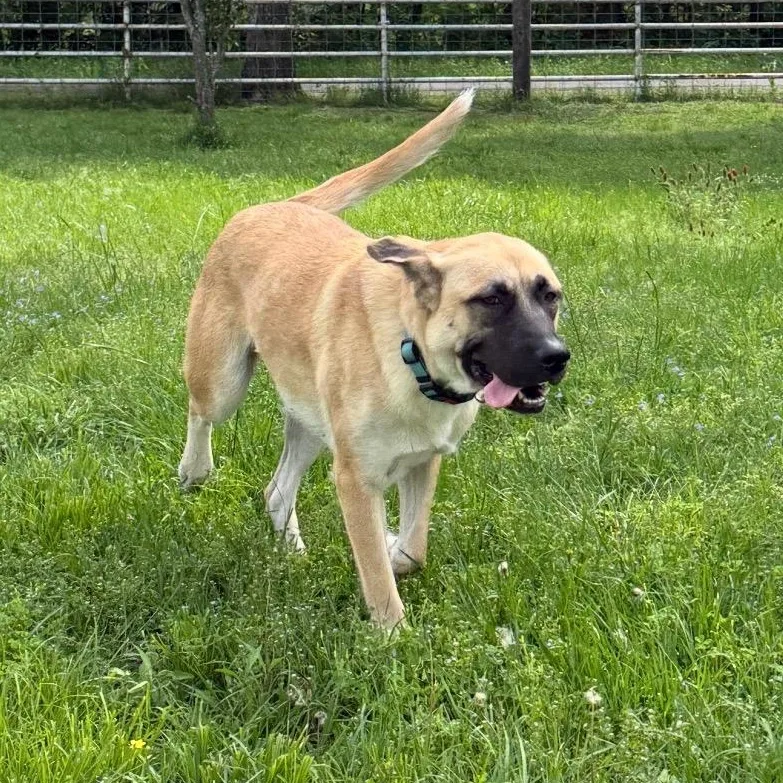A young large-sized female Great Pyrenees dog named Serenity for adoption in Krum, TX