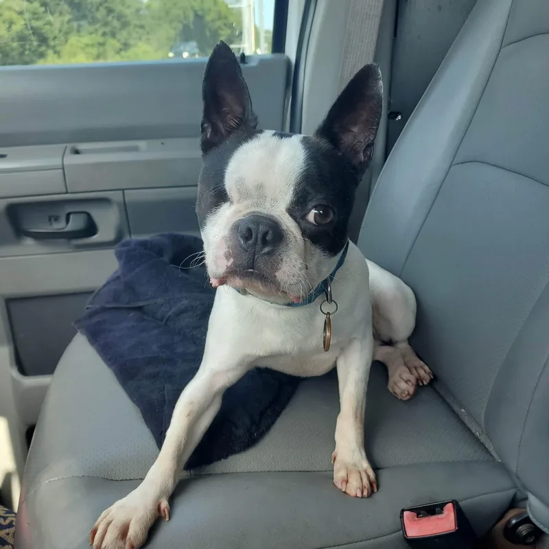 An adult small-sized male Boston Terrier dog named Hardy for adoption in Lexington, KY