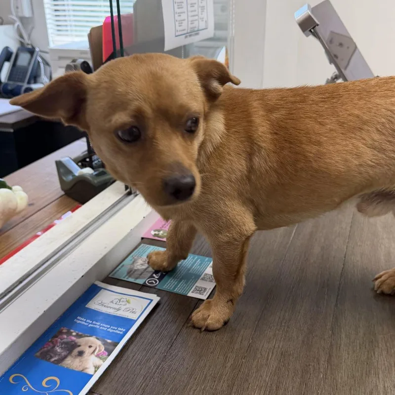 An adult small-sized male Red / Chestnut / Orange Chihuahua dog named Frodo for adoption in Marion, VA