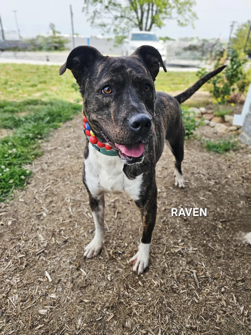 An adult medium-sized female Brindle American Bully dog named Raven for adoption in Luttrell, TN