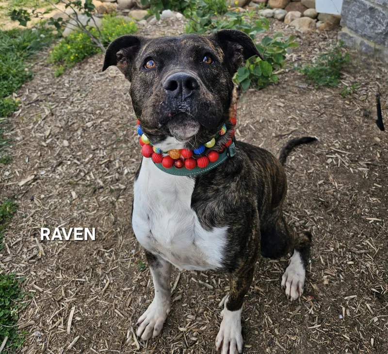 Raven thumbnail 3