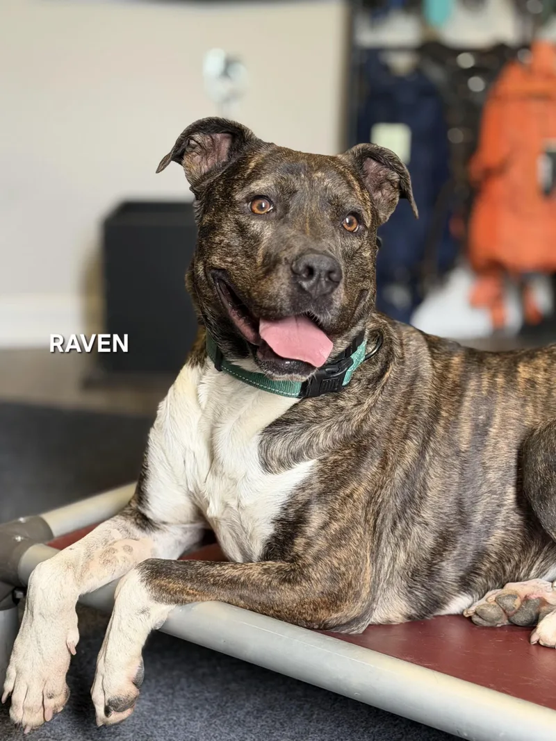 Raven thumbnail 4