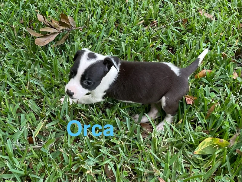 Orca thumbnail 2