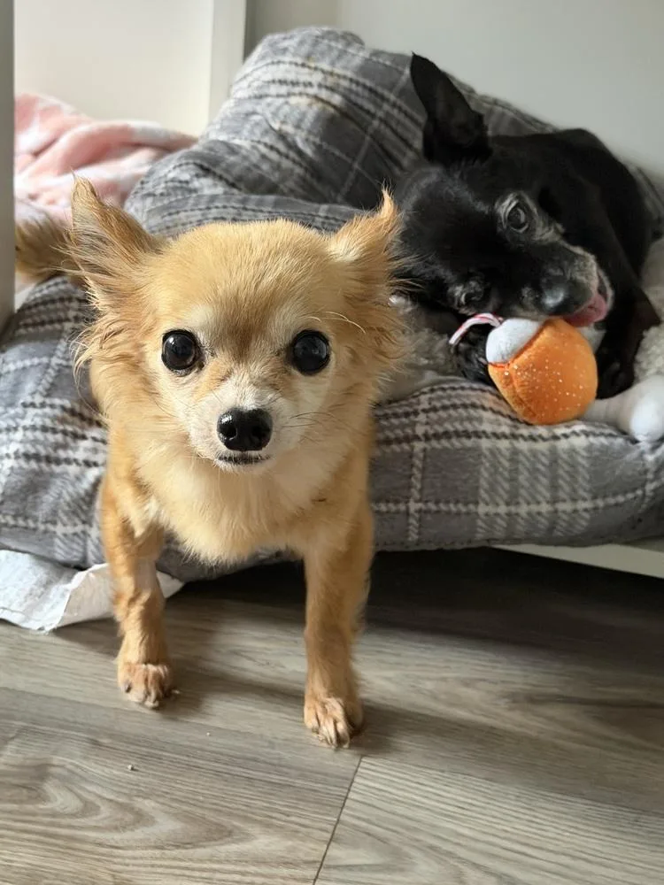 A senior small-sized female Brown / Chocolate Chihuahua dog named Iris for adoption in Mooresville, NC