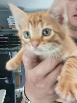 A baby medium-sized male Domestic Short Hair cat named Toby for adoption in West Memphis, AR