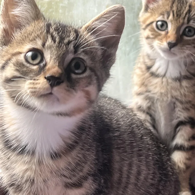 A baby medium-sized female Tabby cat named Freya for adoption in Plain City, OH