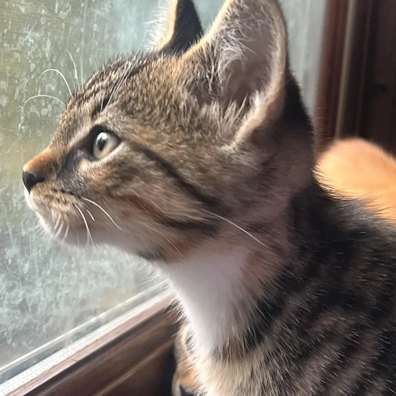 Freya thumbnail 4