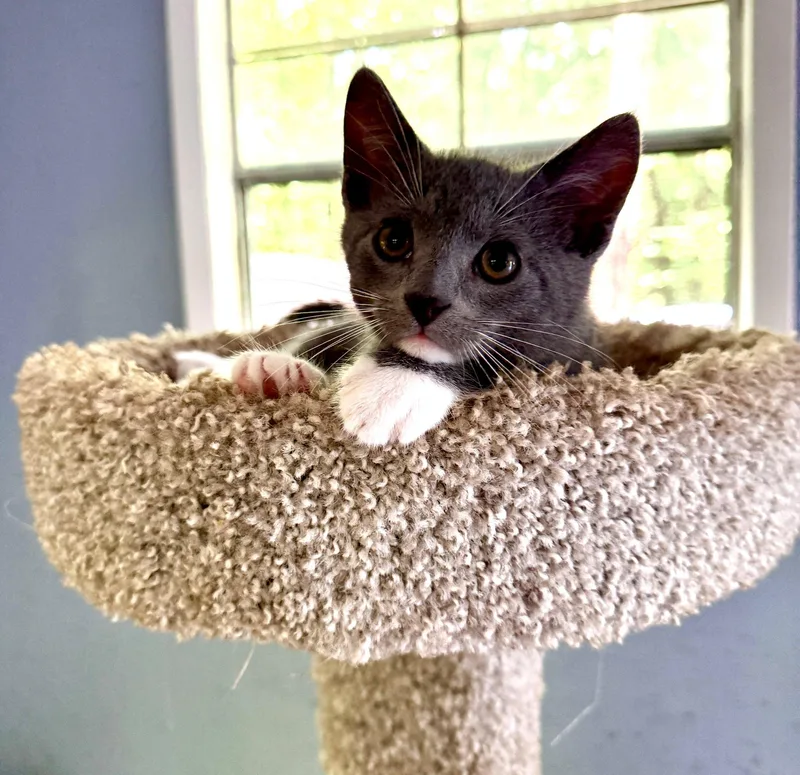 A baby medium-sized male Gray & White Domestic Short Hair cat named Tristen for adoption in Talbott, TN