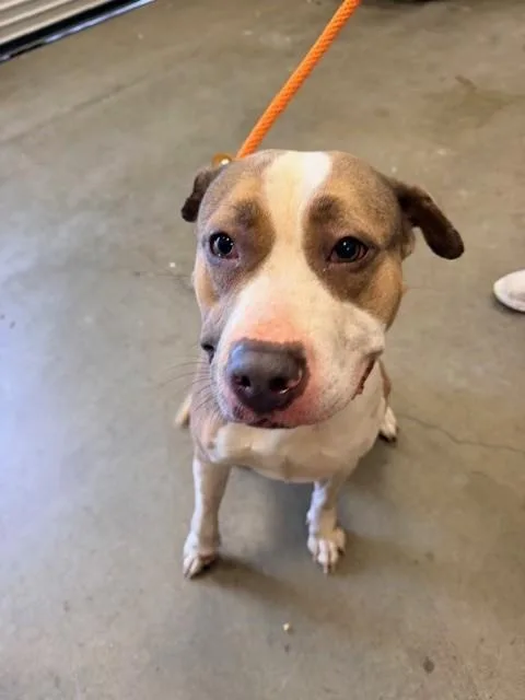 An adult large-sized female Pit Bull Terrier dog named Kali for adoption in Ontario, CA