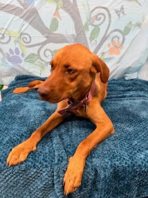 A young medium-sized female Hound dog named Hazel for adoption in Brookhaven, MS