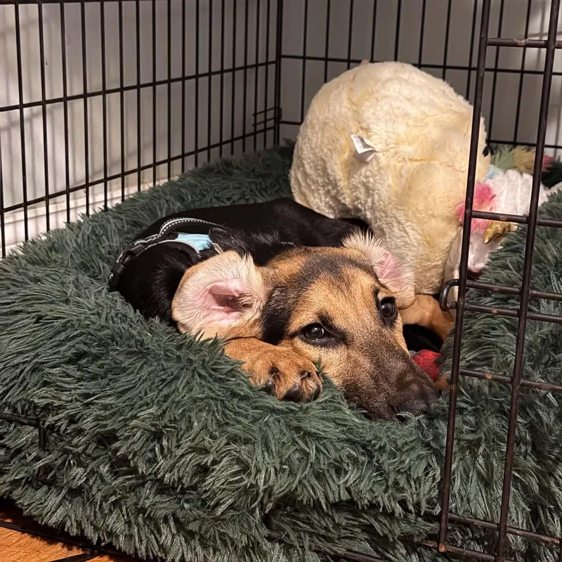 A baby medium-sized male Hound dog named Whisper for adoption in Blairstown, NJ