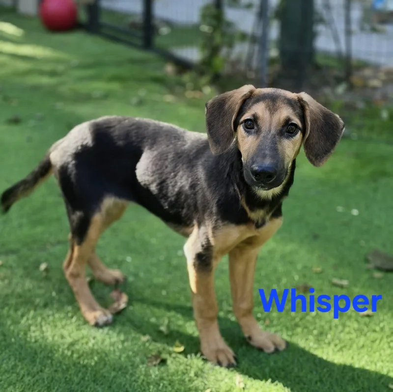 Whisper thumbnail 4