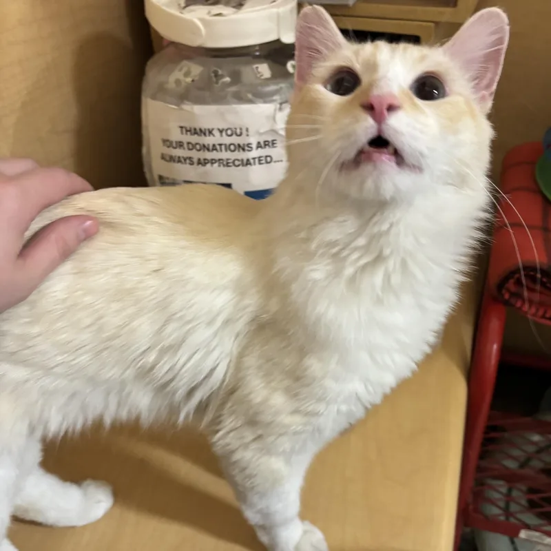 An adult medium-sized male Cream / Ivory Domestic Long Hair cat named Heathcliff L for adoption in New York, NY
