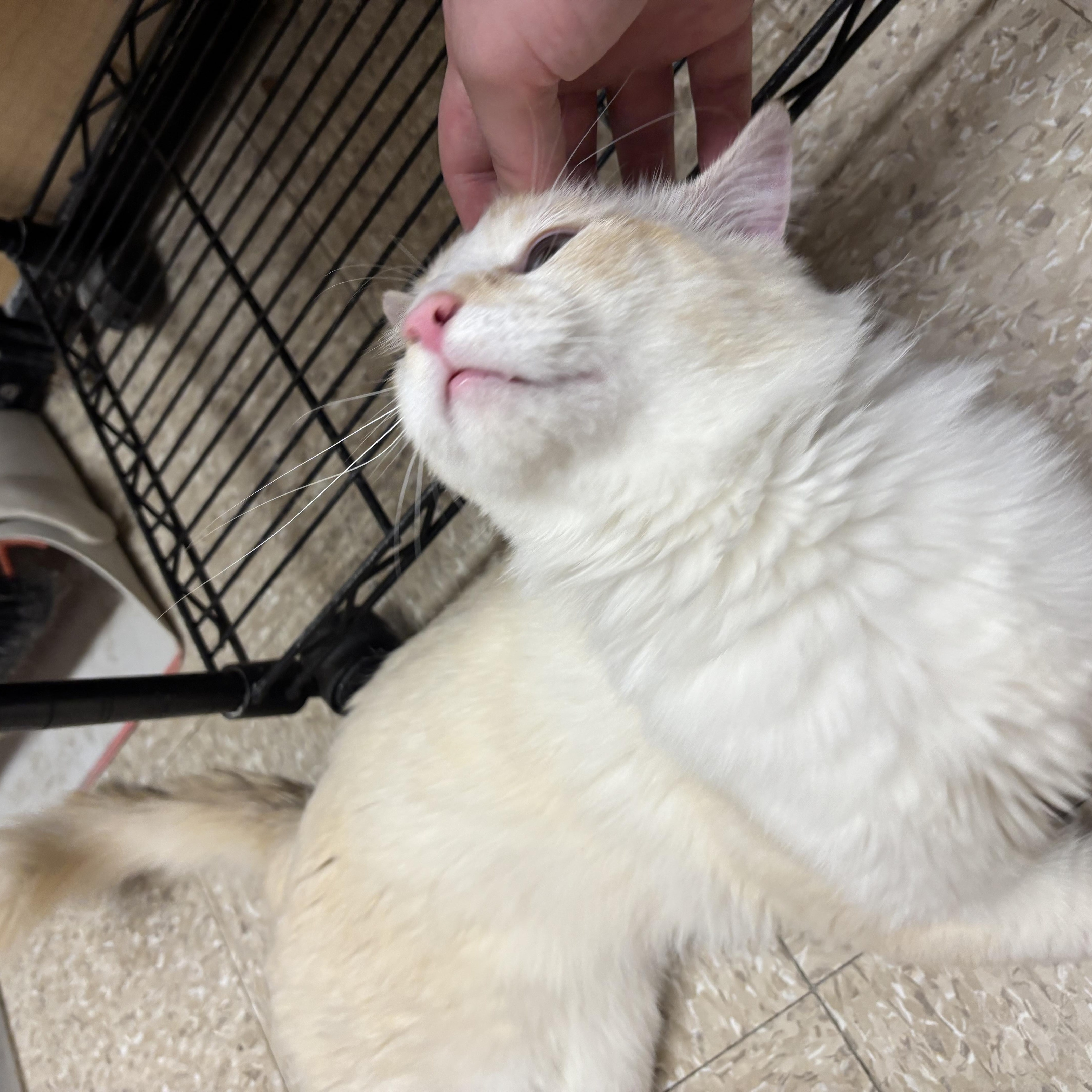 Heathcliff L thumbnail 2