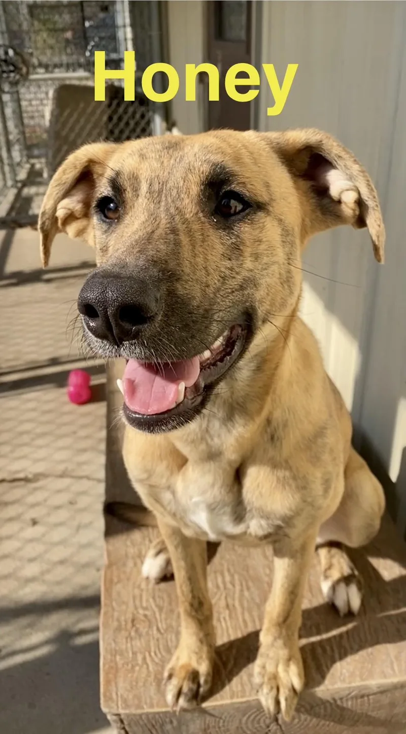 Honey thumbnail 4