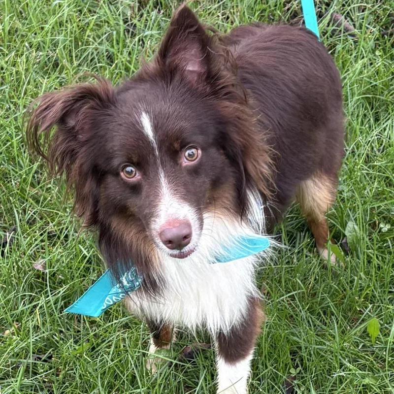 An adult medium-sized male Mixed Breed dog named Ringo for adoption in Novelty, OH