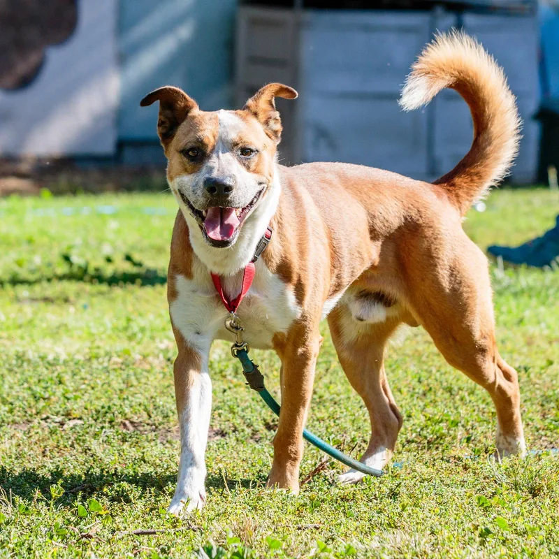 An adult large-sized male Mixed Breed dog named Archie for adoption in Oakland, CA