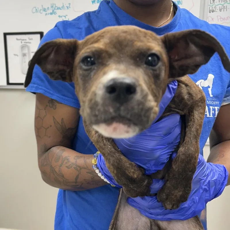 A baby small-sized male Brindle Pit Bull Terrier dog named Howling Wolfe for adoption in Starkville, MS