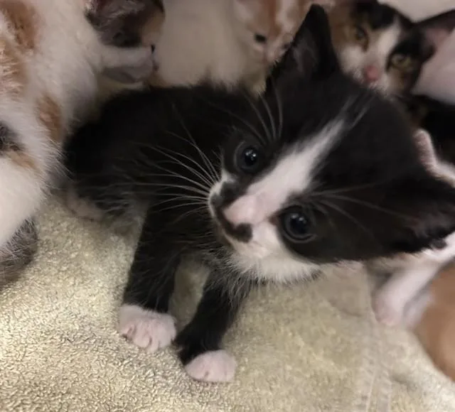 A baby small-sized male Domestic Short Hair cat named Marshmellow Fudge for adoption in Statesville, NC