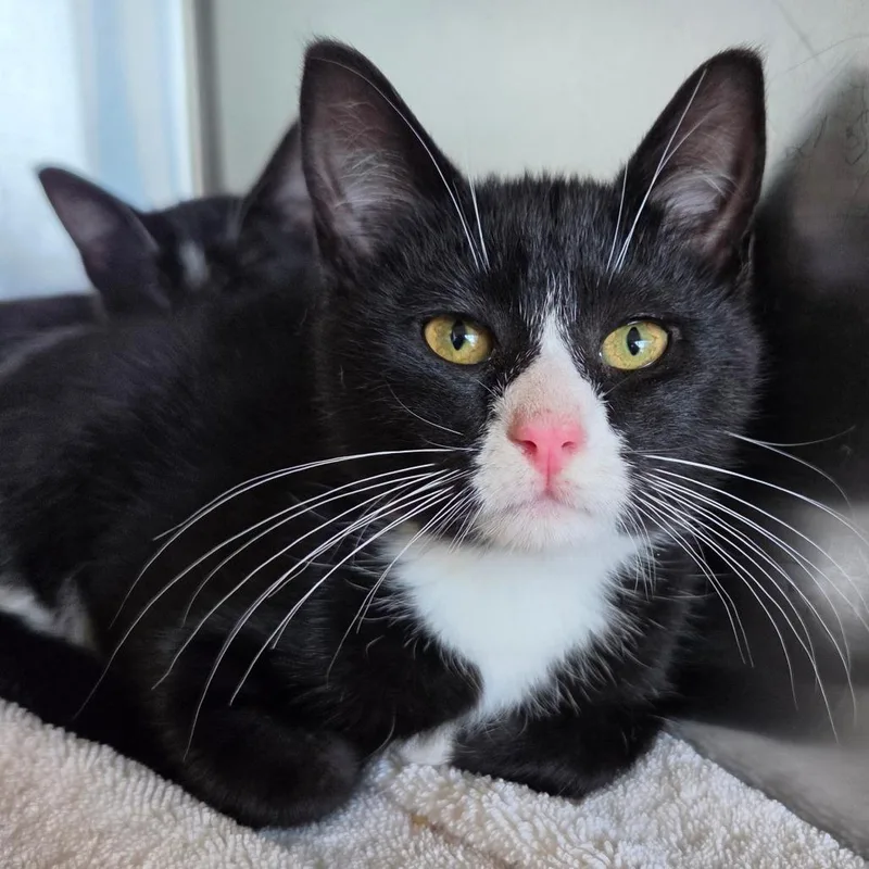 A baby small-sized female Black Domestic Short Hair cat named Haley for adoption in Asheville, NC