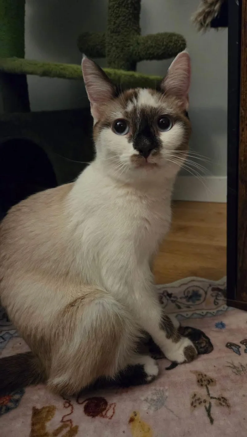 A young medium-sized female Black Siamese cat named Apple for adoption in Muncie, IN