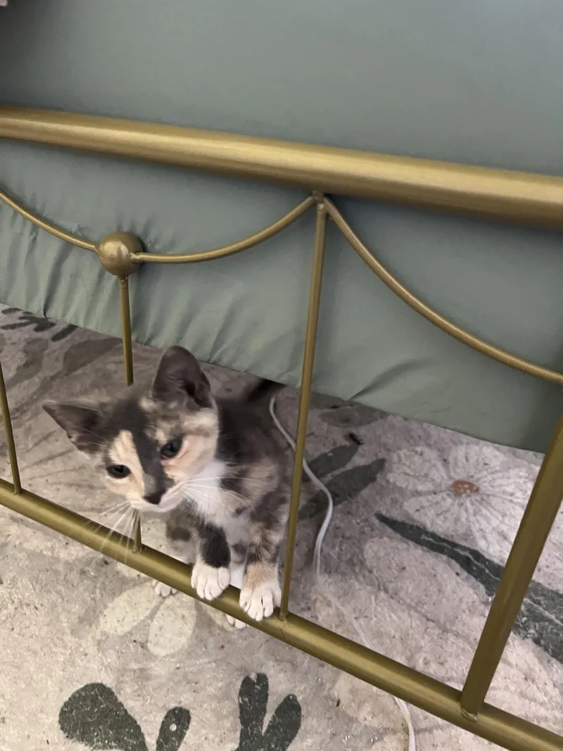 A baby medium-sized female Gray & White Domestic Short Hair cat named Vee for adoption in Myrtle Beach, SC