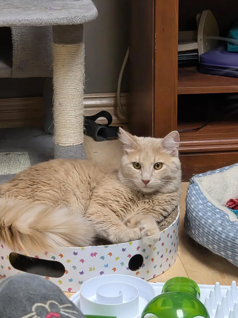 A young medium-sized male Buff / Tan / Fawn Domestic Long Hair cat named Fluffy for adoption in Faribault, MN