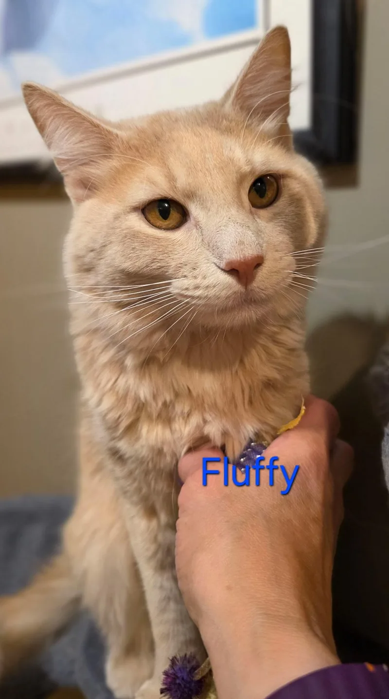 Fluffy thumbnail 3