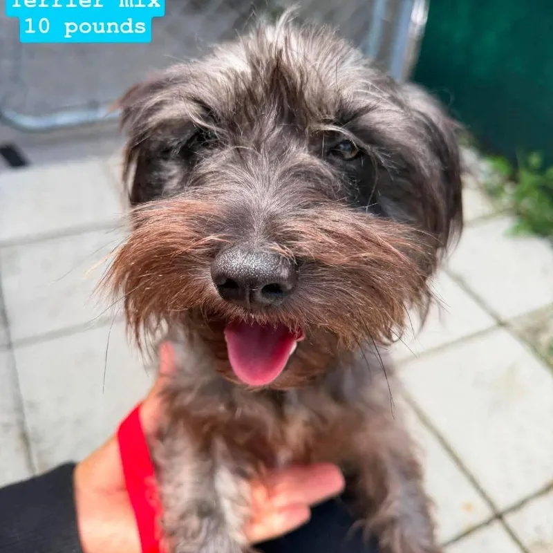 An adult small-sized male Black Miniature Schnauzer dog named Oslo for adoption in Tampa, FL