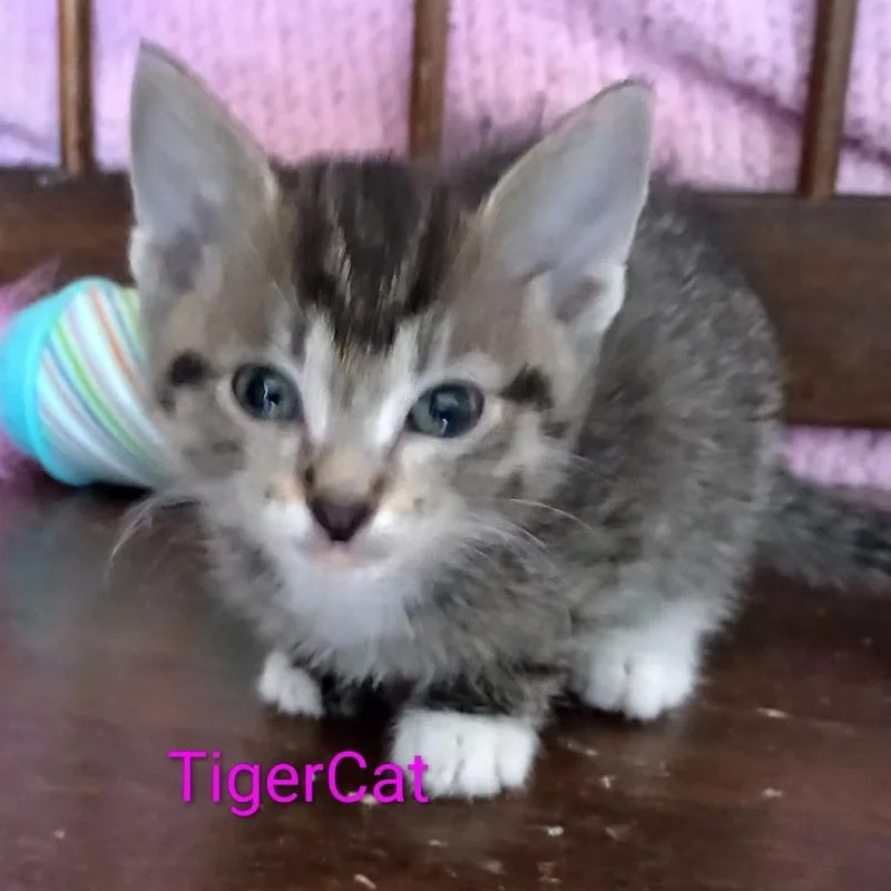 A baby small-sized female Brown / Chocolate Domestic Short Hair cat named TigerCat for adoption in Grand Rapids, MN