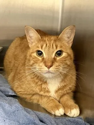 An adult large-sized male Domestic Short Hair cat named Garfield for adoption in Lafayette, IN