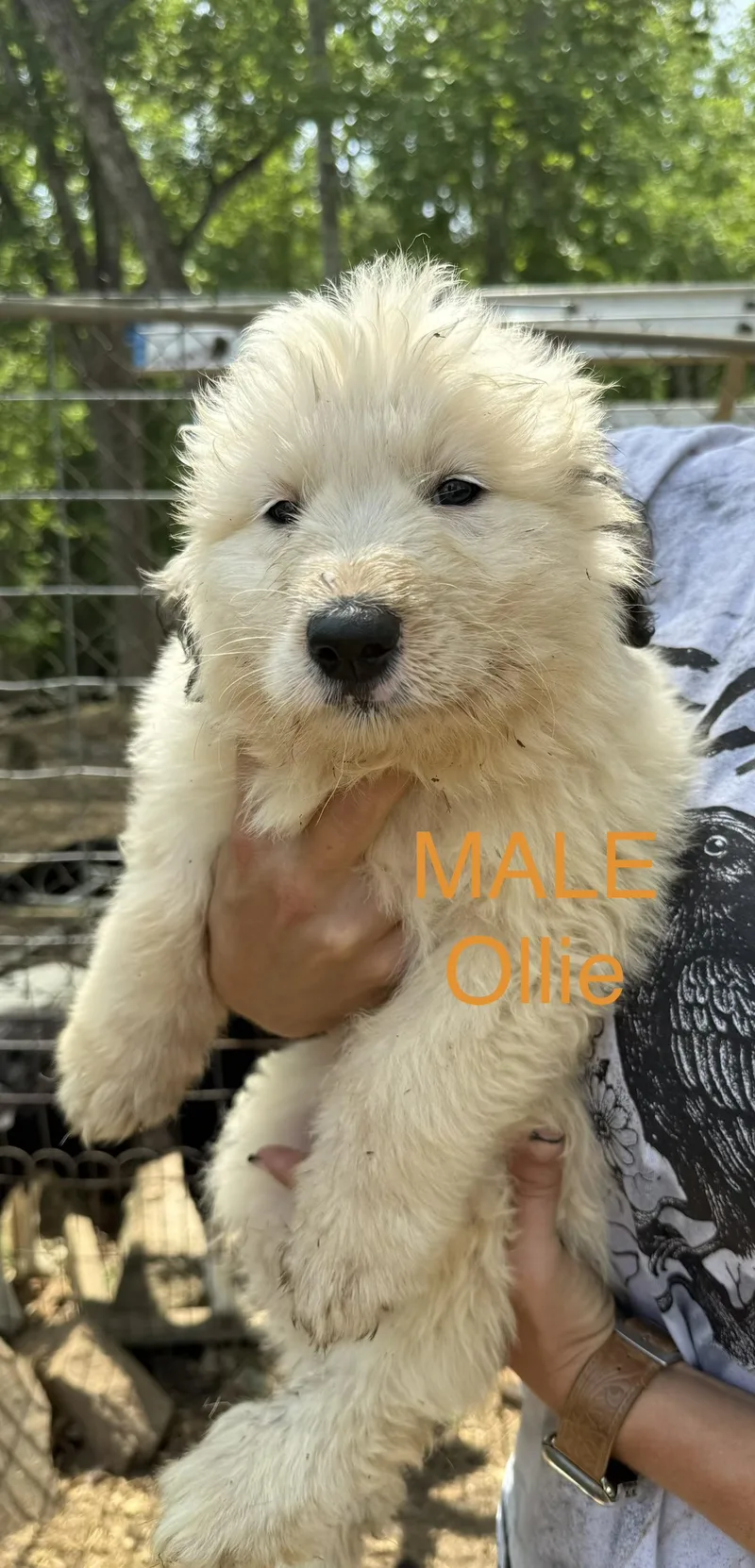 Ollie