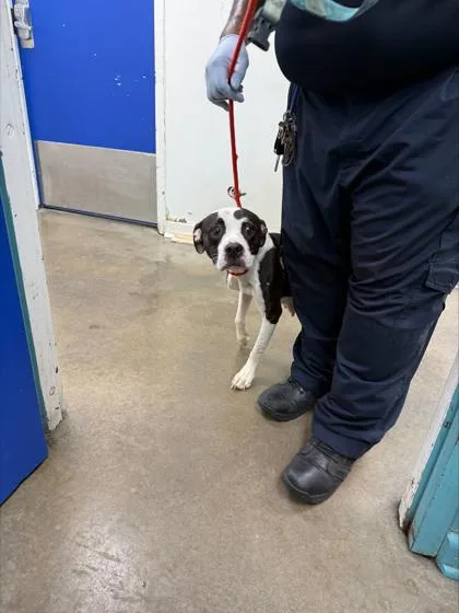 An adult large-sized female Pit Bull Terrier dog named Serenity for adoption in New Orleans, LA