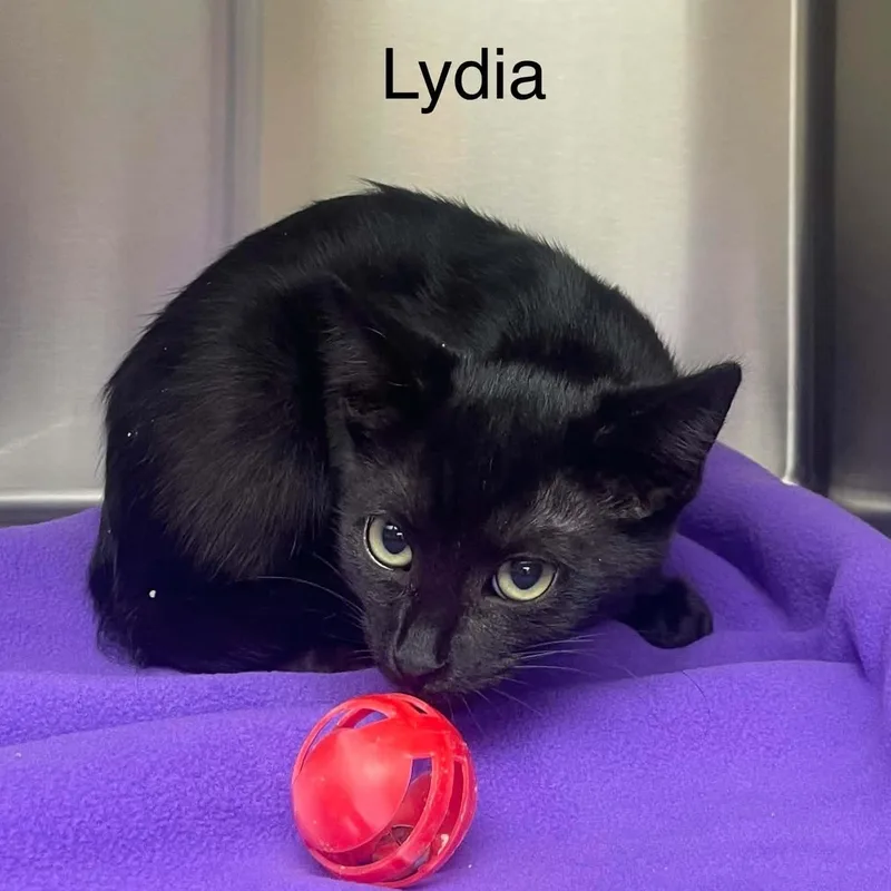 Lydia thumbnail 2