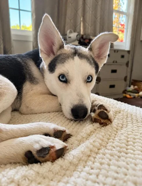 An adult medium-sized male Husky dog named Buddy for adoption in York, PA