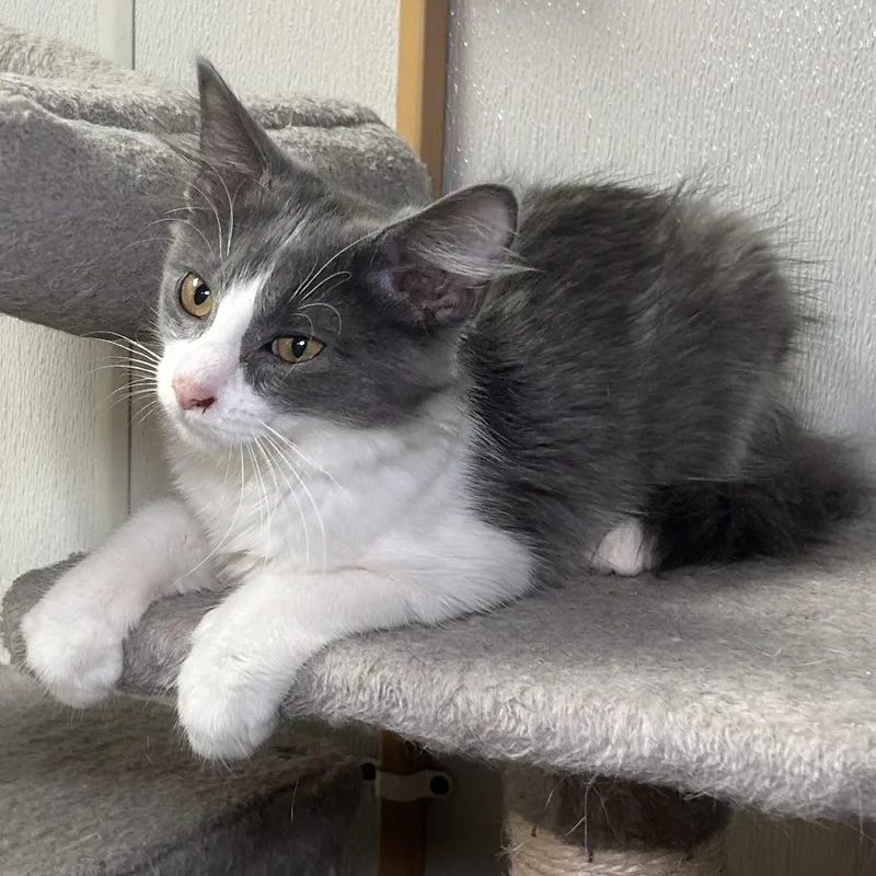 A young medium-sized female Gray / Blue / Silver Domestic Medium Hair cat named Ashley for adoption in Norwood, OH