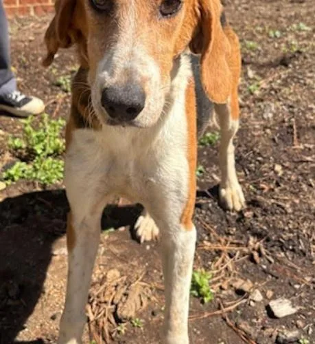 An adult medium-sized female Tricolor (Brown, Black, & White) Hound dog named Wanda for adoption in Washington DC, DC